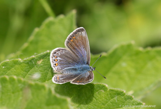 COMMON BLUE - FEMALE (Polyommatus icarus)